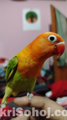 আনপেয়ারড ছয় মাস বয়সী লাভবার্ড।